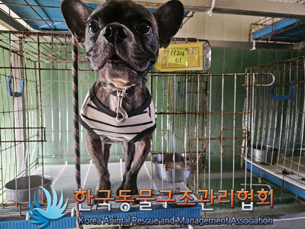 한국동물구조관리협회_441559202301244